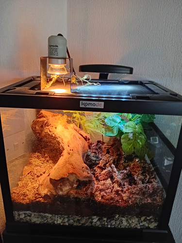 Komodo glass vivarium - glass,