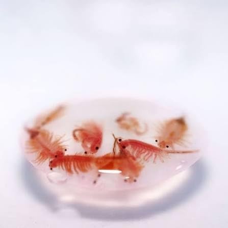 Hatch rate premium artemia - 95%,