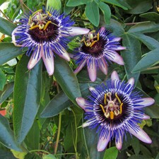 Passiflora 'Damsel's Delight'