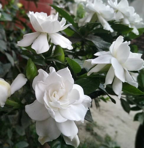 Gardenia jasminoides cape - gardenia,