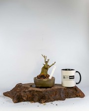 Shohin Ash Bonsai Tree 14yrs