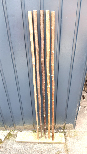 Hazel walking stick shanks