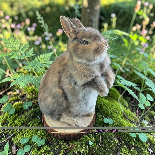 Adorable small bunny - adorable,