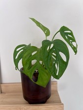 Monstera Adansonii 'Swiss