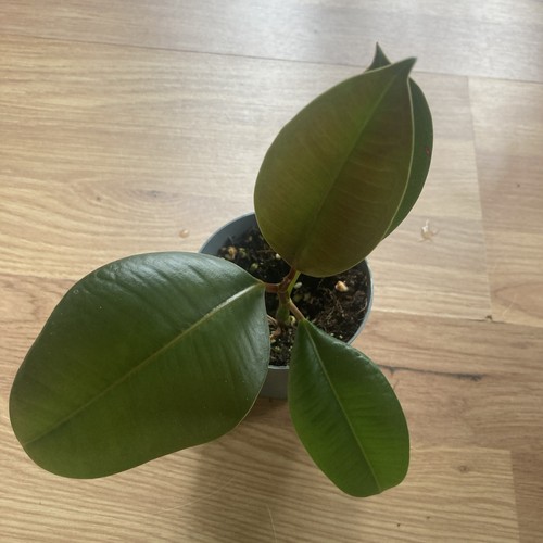 Rubber plant ficus - plant, i
