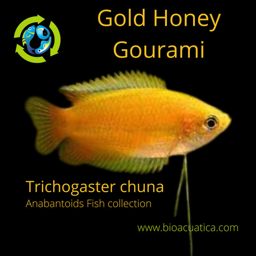 Gold honey dwarf gourami large - honey,