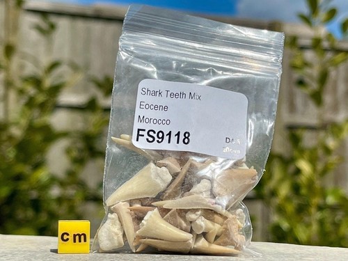 Bag fossil sharks teeth - fossil,