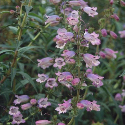 Penstemon sour grapes