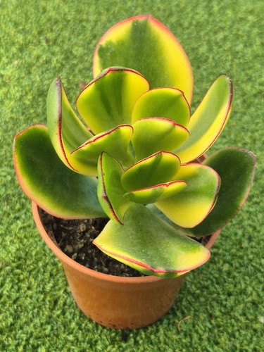 Crassula arborescens