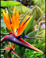Strelitzia Bird of Paradise