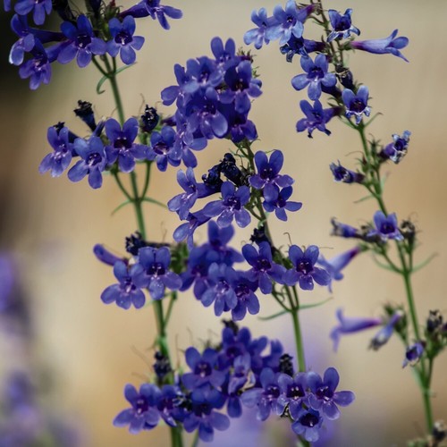 Thompson morgan penstemon - &,