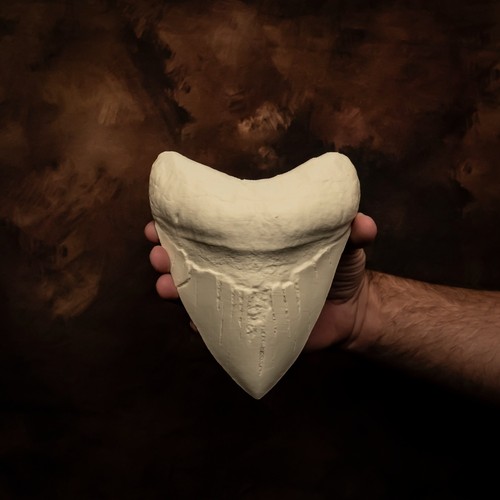 Megalodon tooth world - megalodon,
