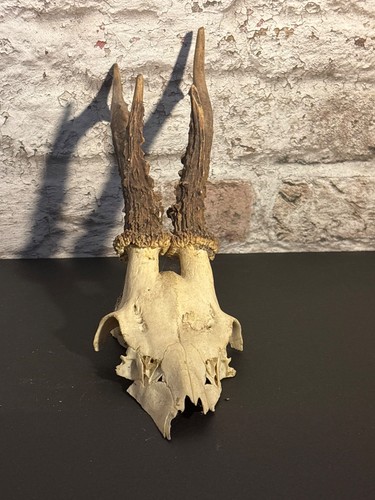 Roe deer skull with - roe, antlers