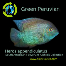 BEAUTIFUL PERUVIAN SEVERUM 1.5