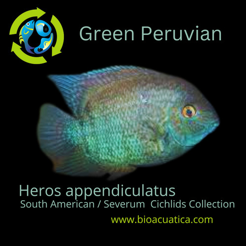 Beautiful peruvian severum 5 - peruvian,
