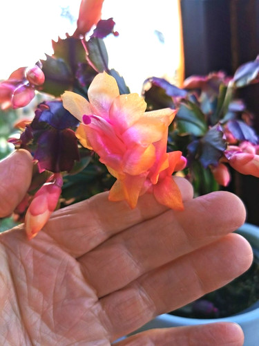 Schlumbergera gold hybrid - schlumbergera,
