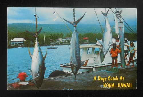 1970s huge fish day catch - a,