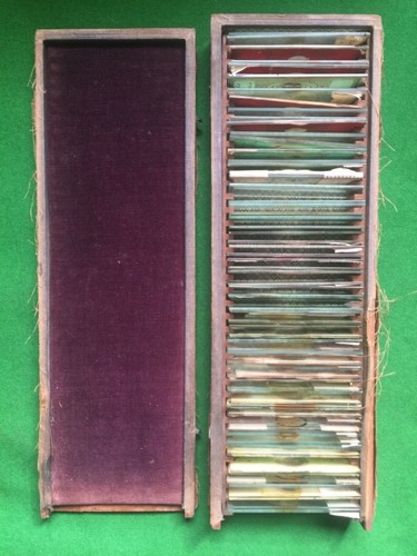 Microscope slides pine - microscope,