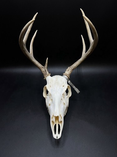 Real whitetail deer skull - real,