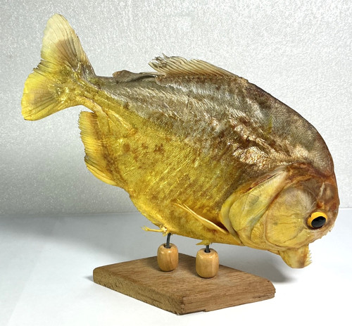 Vintage preserved piranha - vintage,