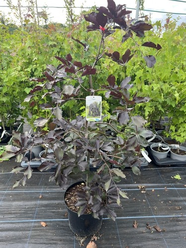 Weeping purple beech tree - weeping,
