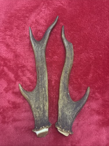 Pair sika deer antlers - pair,