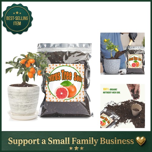 Organic citrus tree - tree, potting