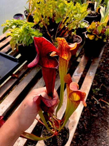 Sarracenia catesbaei 08 - sarracenia,