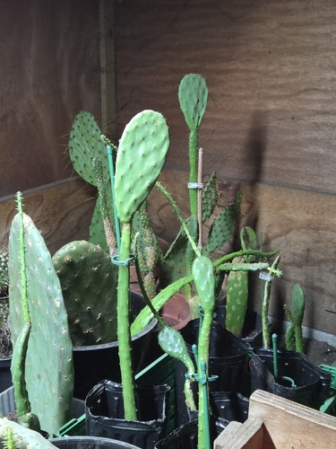 Prickly pear cactus plant - pear,