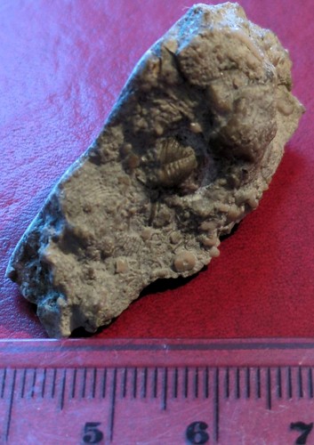 Trilobite silurian proetus - silurian,,