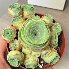 Multi Heads Aeonium Rosette, Succulent, Bonsai, House Plants, in 8cm Pot
