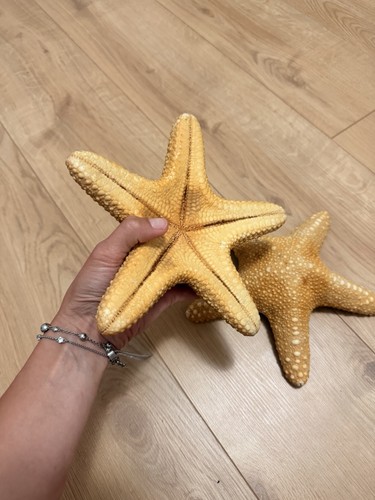Starfish 20cm and 22cm - 20cm,