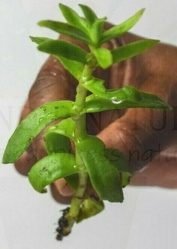 Crassula capitella red - crassula, (red