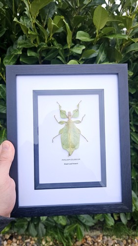 Giant leaf insect specimen - leaf,