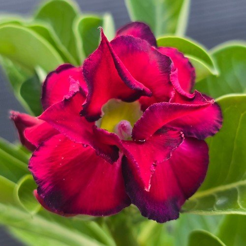 Exotic desert rose plant - desert,