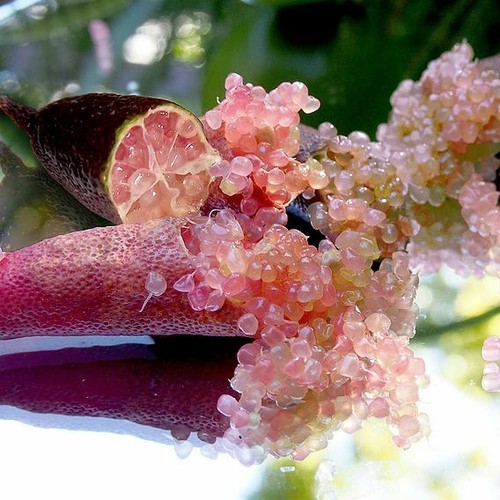 Suttons lime caviar - suttons,