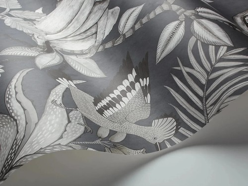 Cole son savuti wallpaper - cole, &