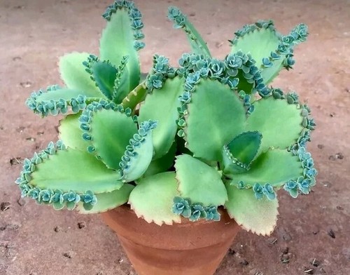Kalanchoe mother of - x8,