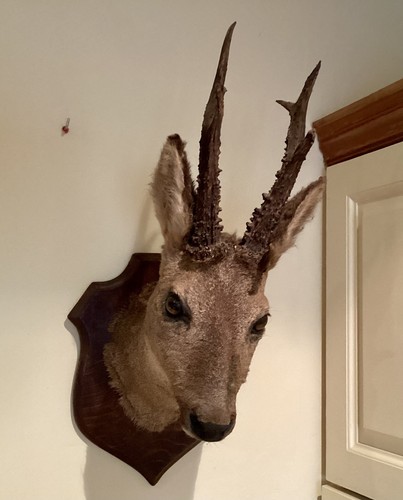 Fine taxidermy roe deer - ,