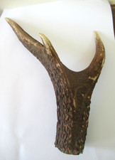 SCOTTISH RED DEER STAG ANTLER