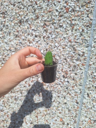 Prickly pear baby - prickly,