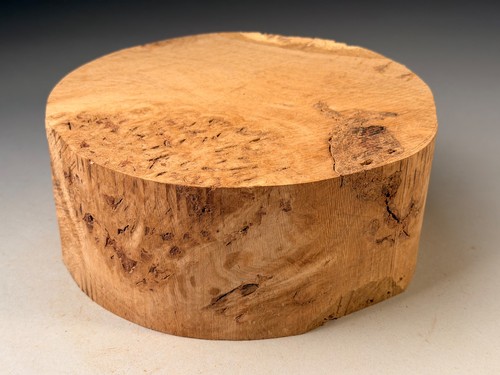 Amazing large burr - amazing, oak