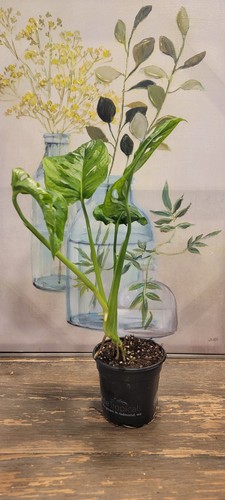 Monstera adansonii swiss - monstera,