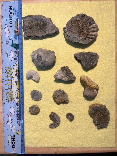 13x fossil ammonite uk - 13x,