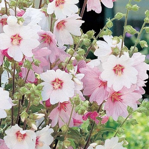 Lavatera clementii dwarf - x,