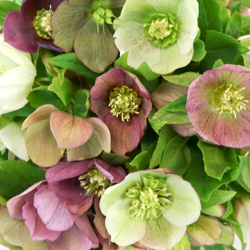 Mixed hellebore seeds - x,