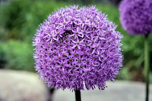 Giant allium purple sensation - allium,
