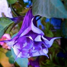 Angel’s trumpet Brugmansia arborea double purple 8 seeds +FREE PLANT LABEL