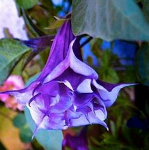 Angel trumpet brugmansia - angel’s,