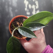 Hoya Carnosa Wax Plant In 6cm